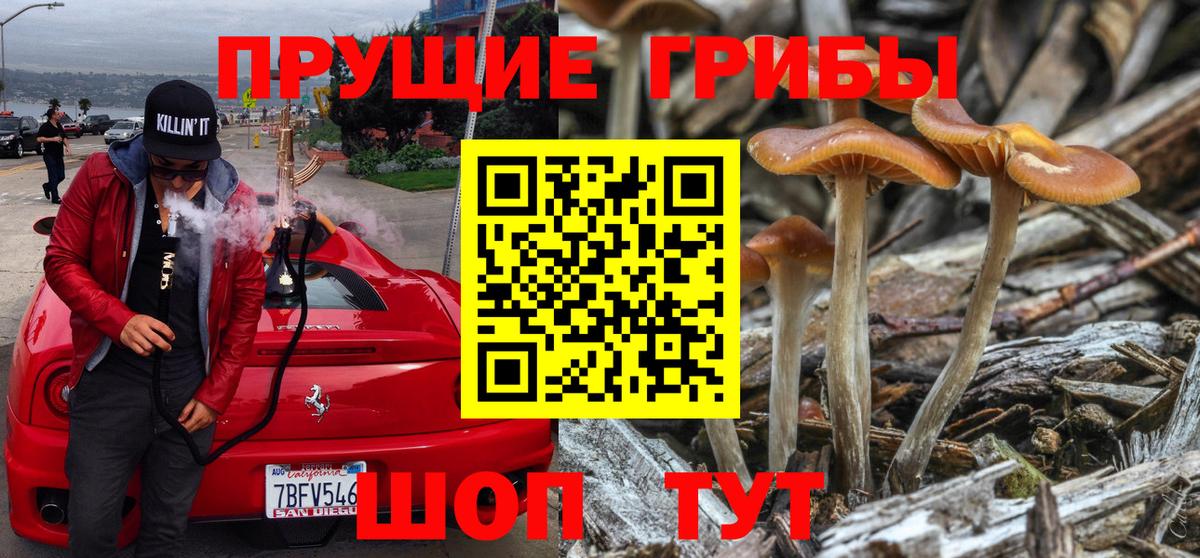 Псилоцибиновые грибы Psilocybe Заволжье